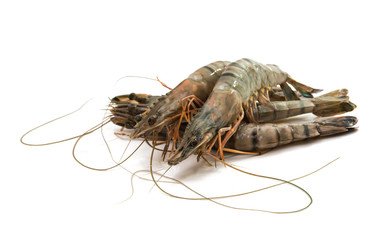 fresh shrimp isolated