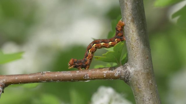 Caterpillar on twig - ungraded footage