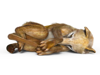 Obraz premium フクロオオカミ