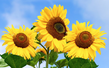 Sonnenblumen als Symbol der Lebensfreude