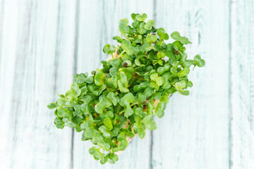 Portion of Fresh Cress (selective focus)