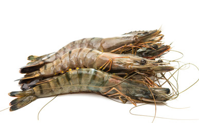 fresh shrimp isolated