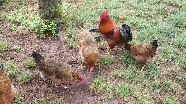 bunch of chickens in walking and eating in the garden
