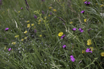 alpine meadow herbs and flowers background