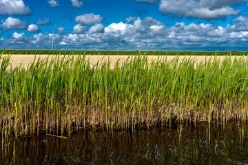 Colourful tulip flowers with beautiful background on a bright summer day