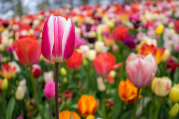 Colourful pink tulip flowers with beautiful background on a bright summer day