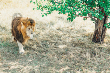 Naklejka premium Lion eats chicken legs in the Safar Park