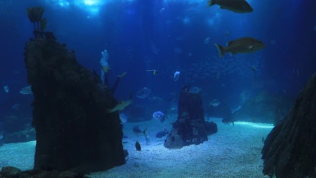 Fish swim in oceanarium with blue water