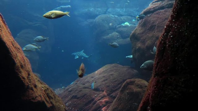 Fish swim in oceanarium with blue water