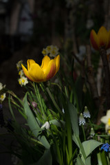 Colourful tulip flowers with beautiful background on a bright summer day