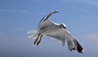 Go&eacute;land attaque 1