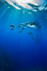 A school of horse eyed jacks slowly swim underneath a dive boat through the tropical warm waters of the Caribbean sea. In the Cayman Islands, sightings of many silver fish underwater are common. © drew
