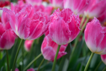 Colourful tulip flowers with beautiful background on a bright summer day