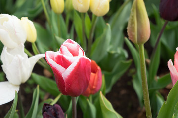 Colourful tulip flowers with beautiful background on a bright summer day