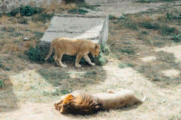 Fototapeta premium Male lion under a tree in the Taigan