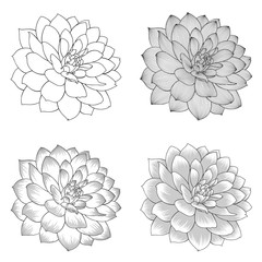 Set of monochrome abstract hand-drawn dahlia flowers.