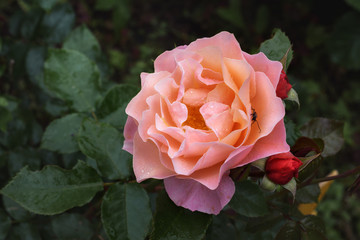 pink roses vintage background