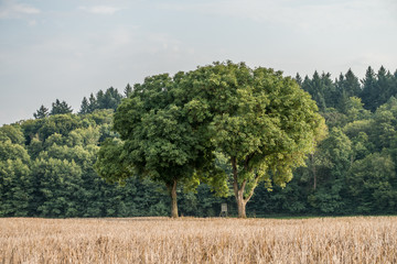 Fototapeta premium Bäume im Feld