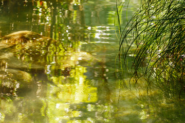 Forest pond abstraction