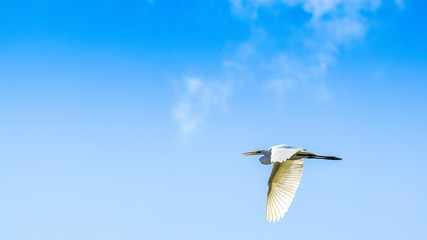 Great Egret 01