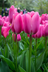 Colourful tulip flowers with beautiful background on a bright summer day