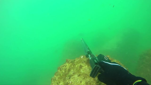Underwater hunter caught sargo. stones are deep.