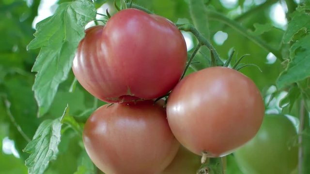 harvesting of tomatoes