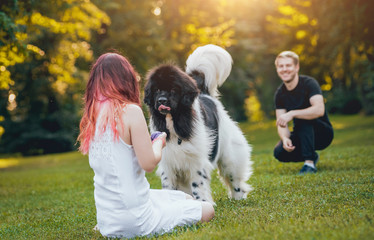 Newfoundland dog plays with man and woman in the park