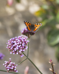 Small Tortoiseshell Butterfly with open wings feeding on pink flower