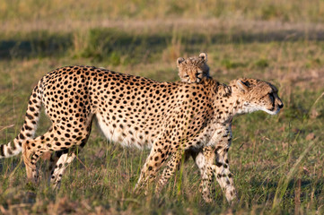 Naklejka na ściany i meble Mother cheetah and her cub