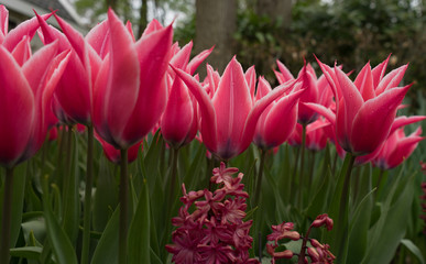 Obraz premium Colourful tulip flowers with beautiful background on a bright summer day