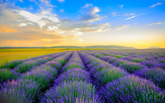 field of the blossoming lavender on a sunset, on the horizon the field is bordered by hills, bright saturated flowers © Tortuga