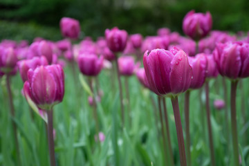 Obraz premium Colourful tulip flowers with beautiful background on a bright summer day