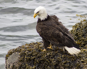 Close up bald eagle