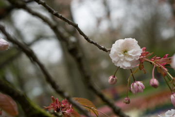 Colourful cherry blossom flowers with beautiful background on a bright summer day