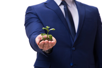 Businessman holding green sprouts isolated on white