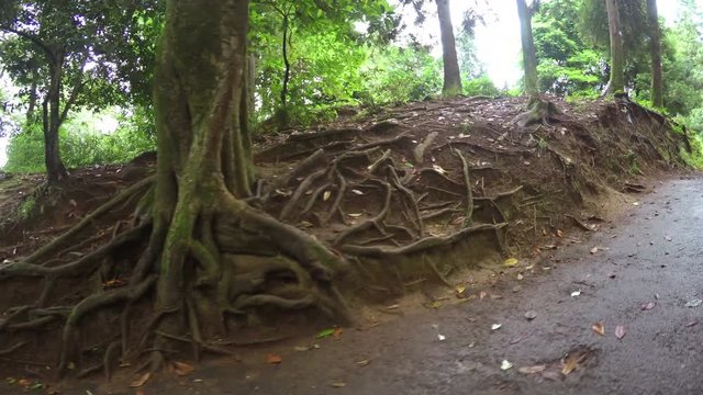 Walk Through The Botanical Garden