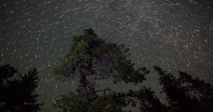 Night Sky Above the Treetops. Panoramic Time Lapse of the Night Sky above the Giant Pine treetops in Oregon. Rendered with Star Trails.