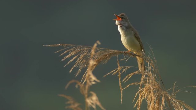 Great reed warbler singing - ungraded footage