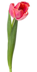 one pink tulip flower isolated on white background