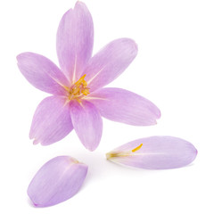 Obraz premium lilac crocus flowers isolated on white background