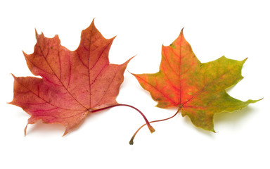 Naklejka na ściany i meble colorful autumn maple leaf isolated on white