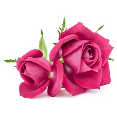 Foto auf Acrylglas Rosen pink rose flower bouquet isolated on white background cutout