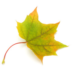 colorful autumn maple leaf isolated on white