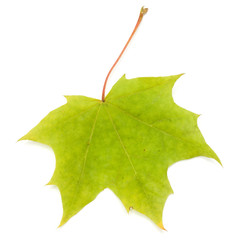 colorful autumn maple leaf isolated on white