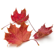 colorful autumn maple leaf isolated on white background