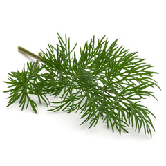 Close up shot of branch of fresh green dill herb leaves isolated on white background