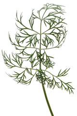 Close up shot of branch of fresh green dill herb leaves isolated on white background