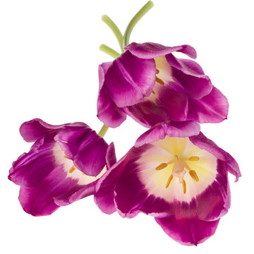 Three lilac tulip flowers isolated on white background cutout