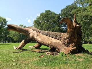 Umgestürzter Baum Rosensteinpark Stuttgart